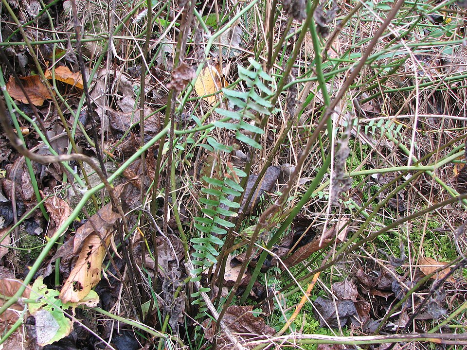 Asplenium platyneuron (ebony spleenwort)