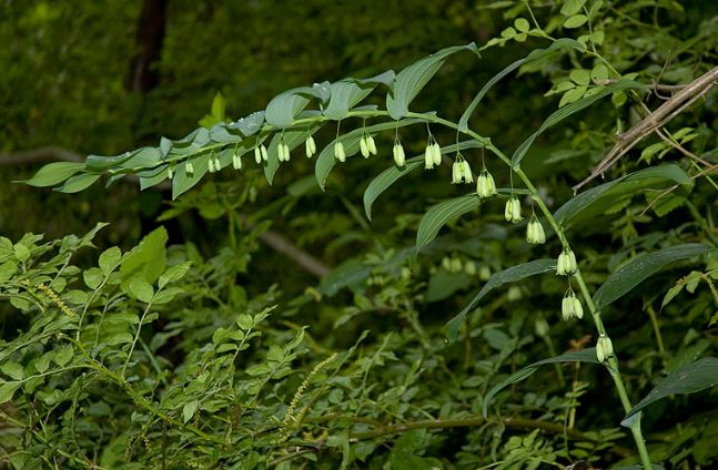 Polygonatum biflorum (Solomons Seal) (alternate view 6)