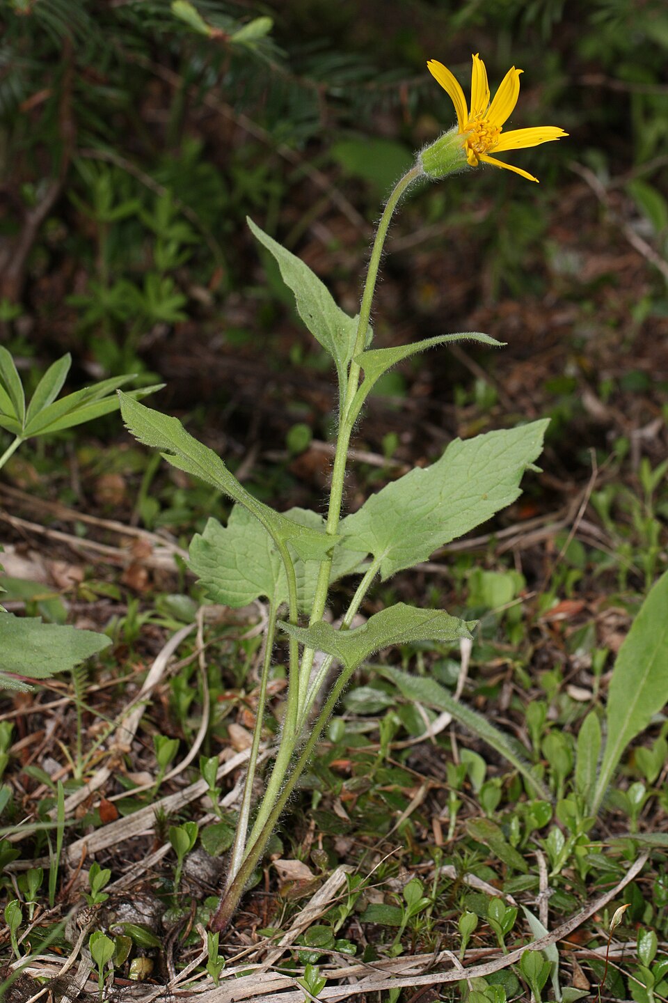Arnica cordifolia (heartleaf arnica) (alternate view 7)