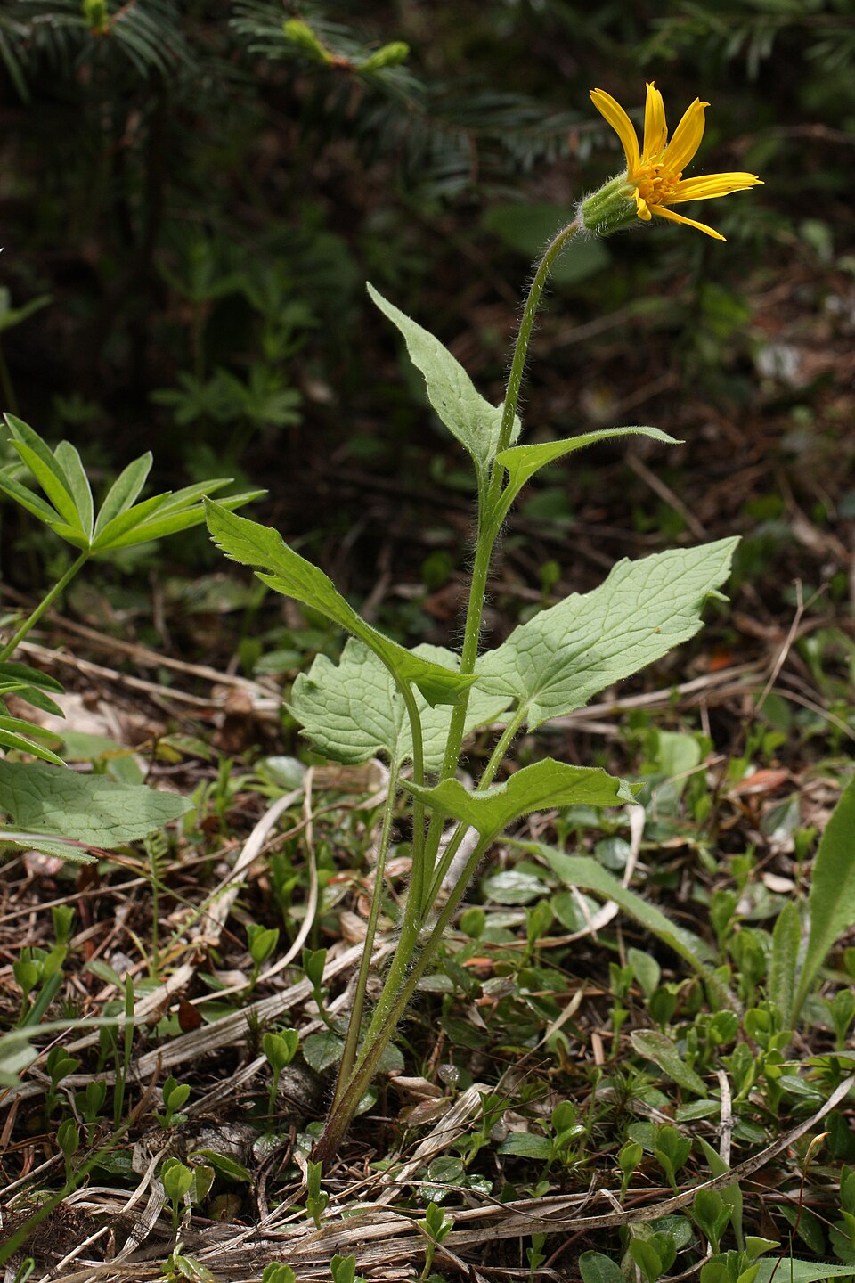 Arnica cordifolia (heartleaf arnica) (alternate view 8)
