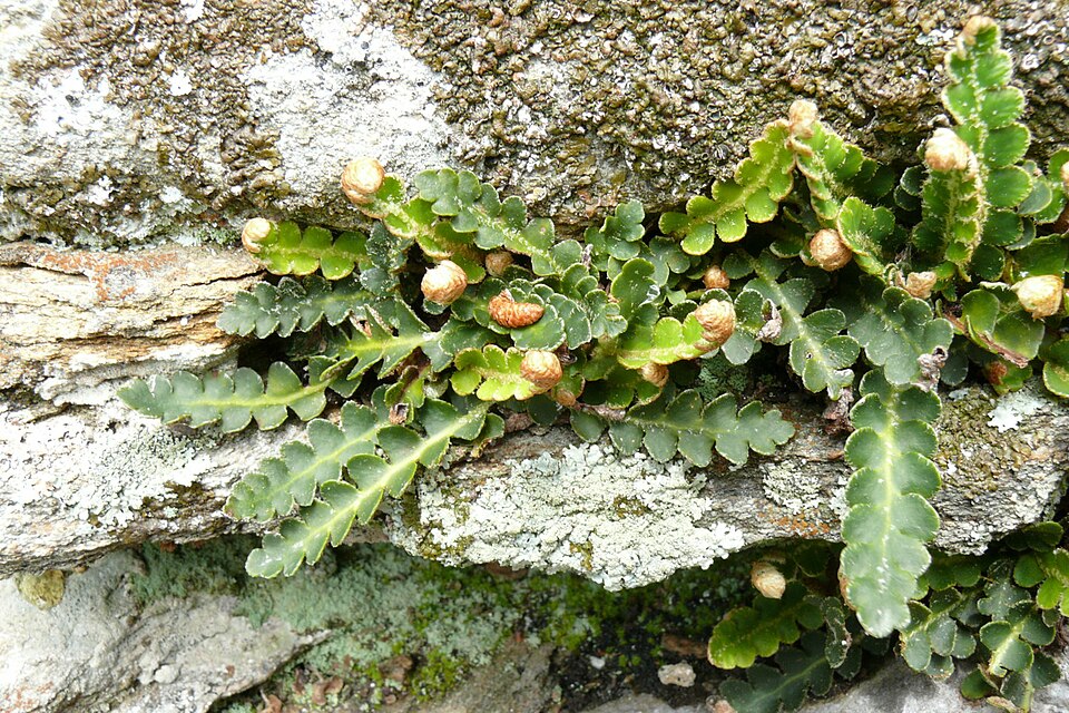 Asplenium ceterach (Rustyback)