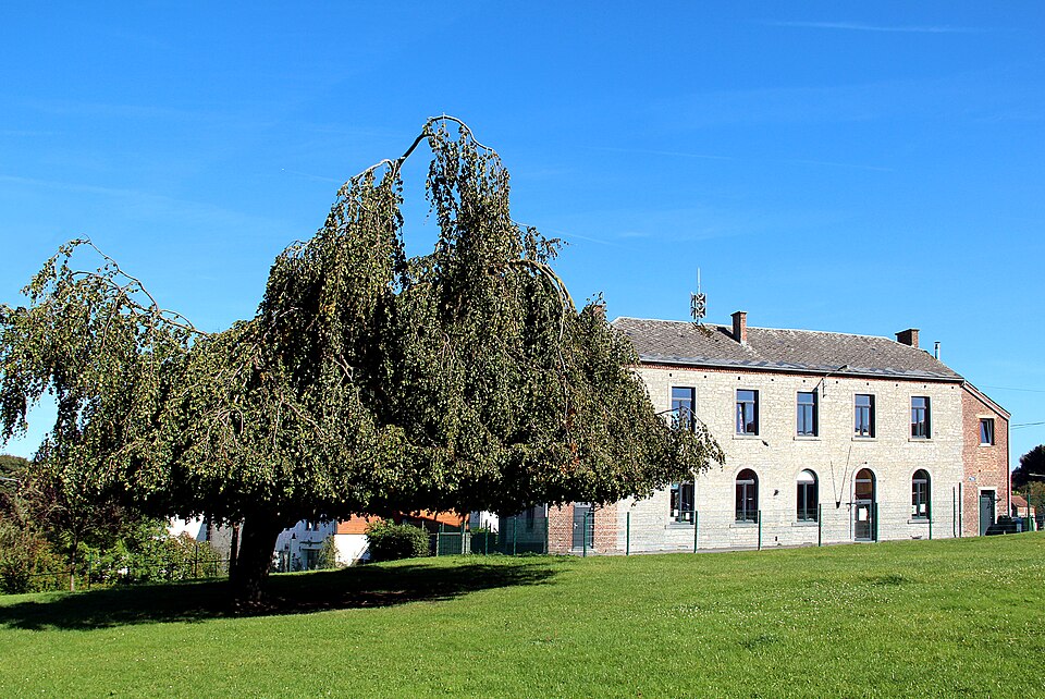 Fagus sylvatica 'Pendula' (weeping beech) (alternate view 3)