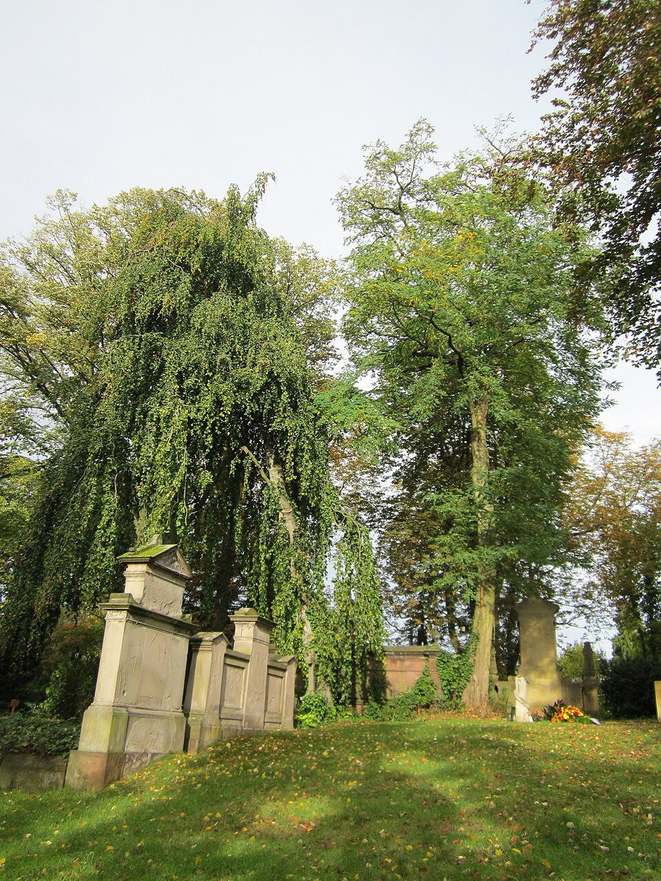 Fagus sylvatica 'Pendula' (weeping beech) (alternate view 4)