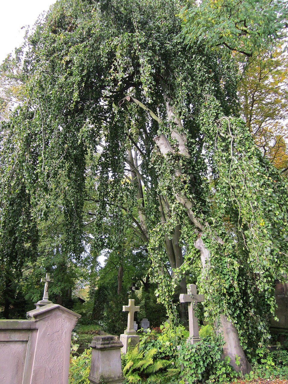 Fagus sylvatica 'Pendula' (weeping beech) (alternate view 5)