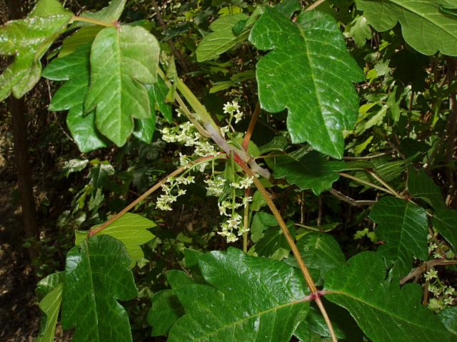 Toxicodendron diversilobum (Pacific poison oak)