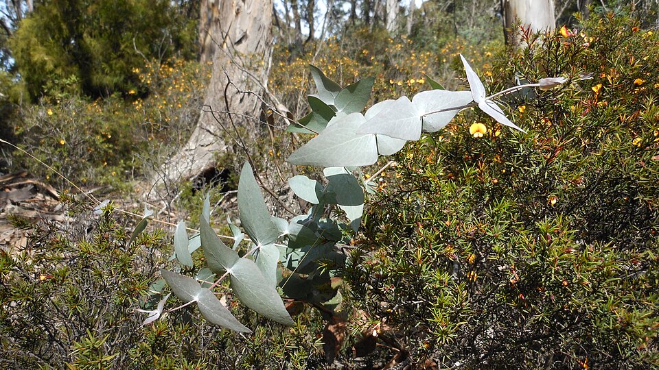 Eucalyptus (eucalyptus)