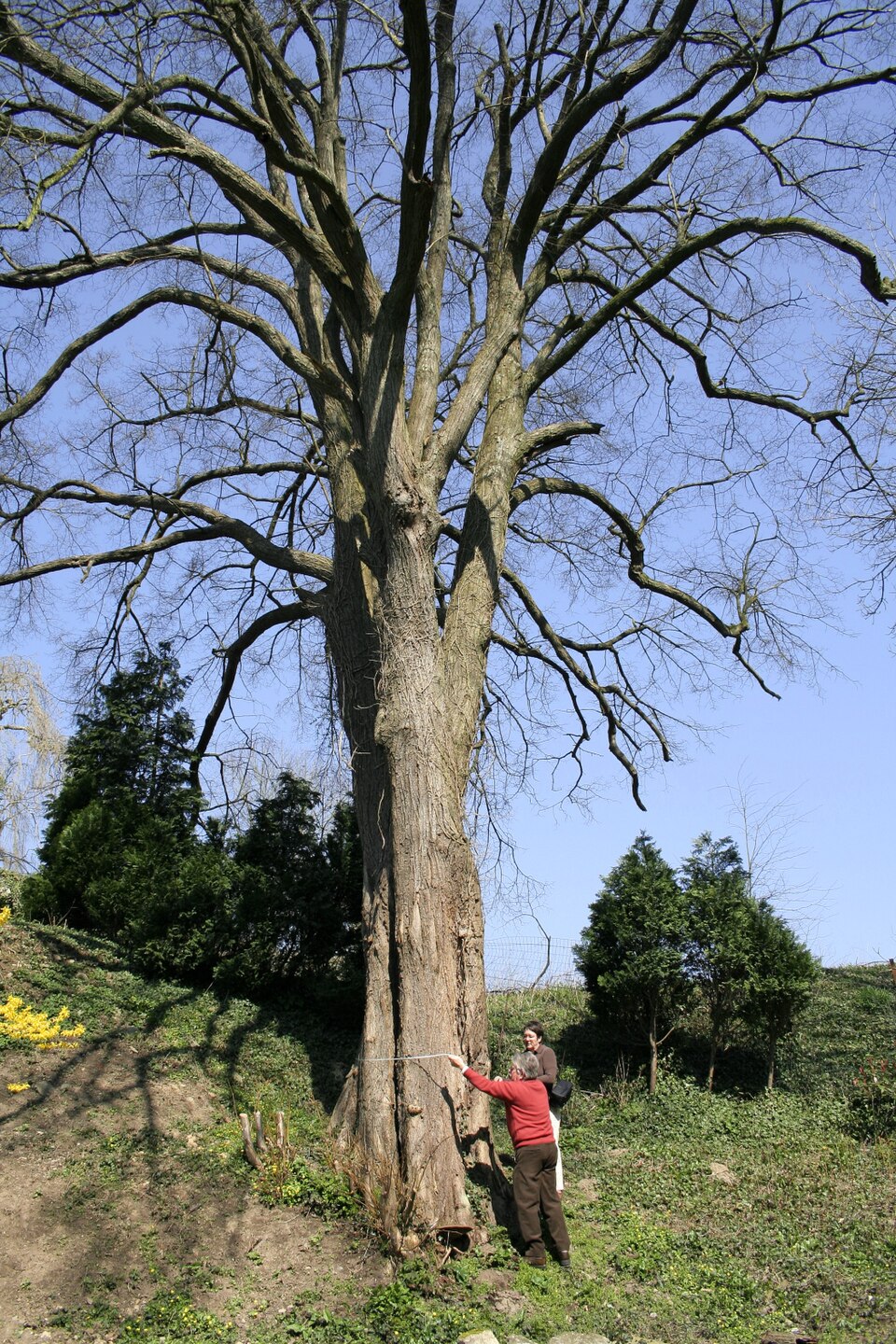 Tilia cordata (little‑leaf linden) (alternate view 6)