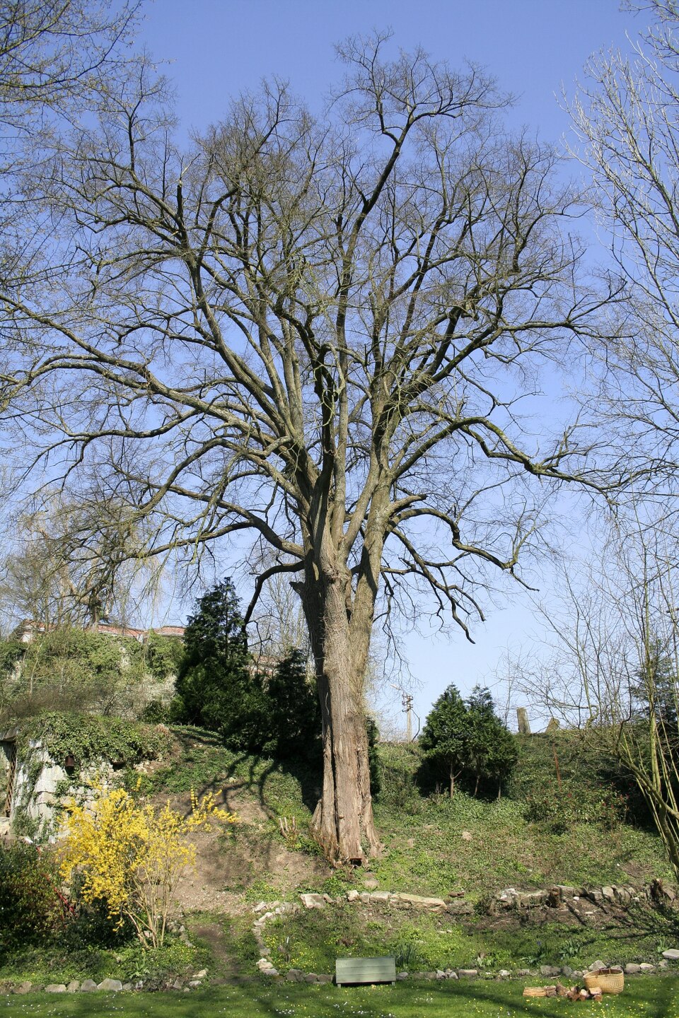 Tilia cordata (little‑leaf linden) (alternate view 7)