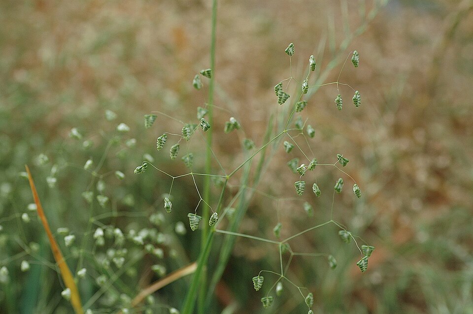 Briza minor (Little quaking-grass) (alternate view 6)