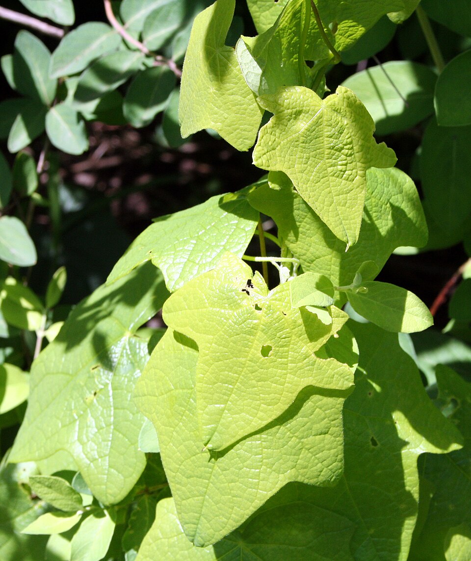 Menispermum canadense (moonseed) (alternate view 6)