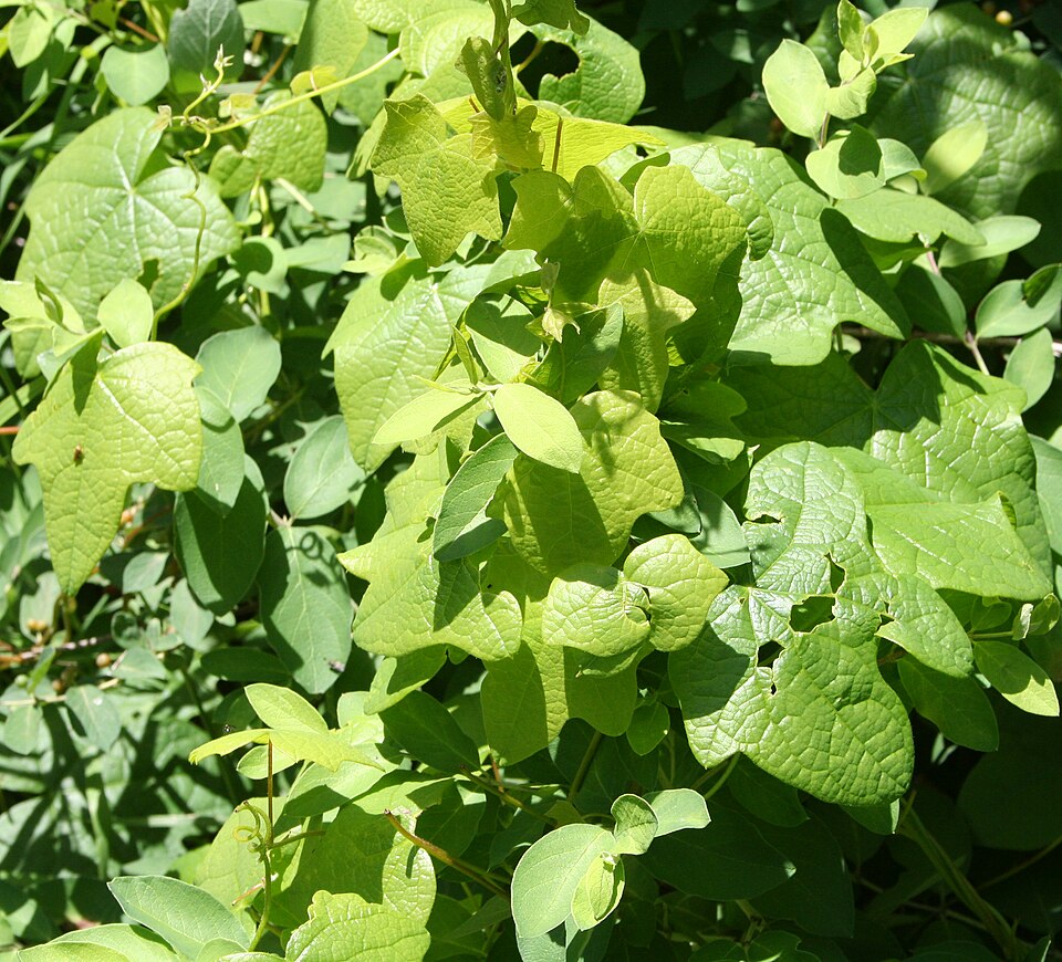 Menispermum canadense (moonseed) (alternate view 7)