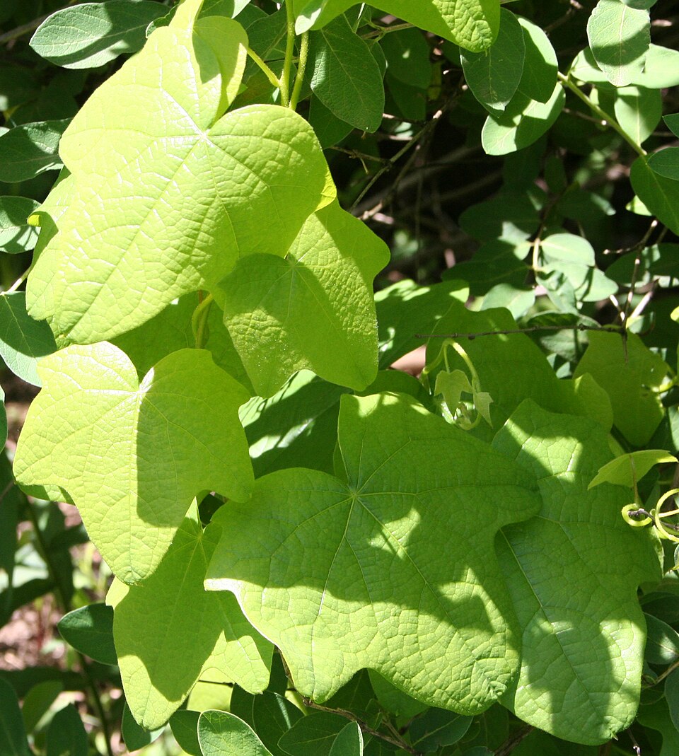 Menispermum canadense (moonseed) (alternate view 8)