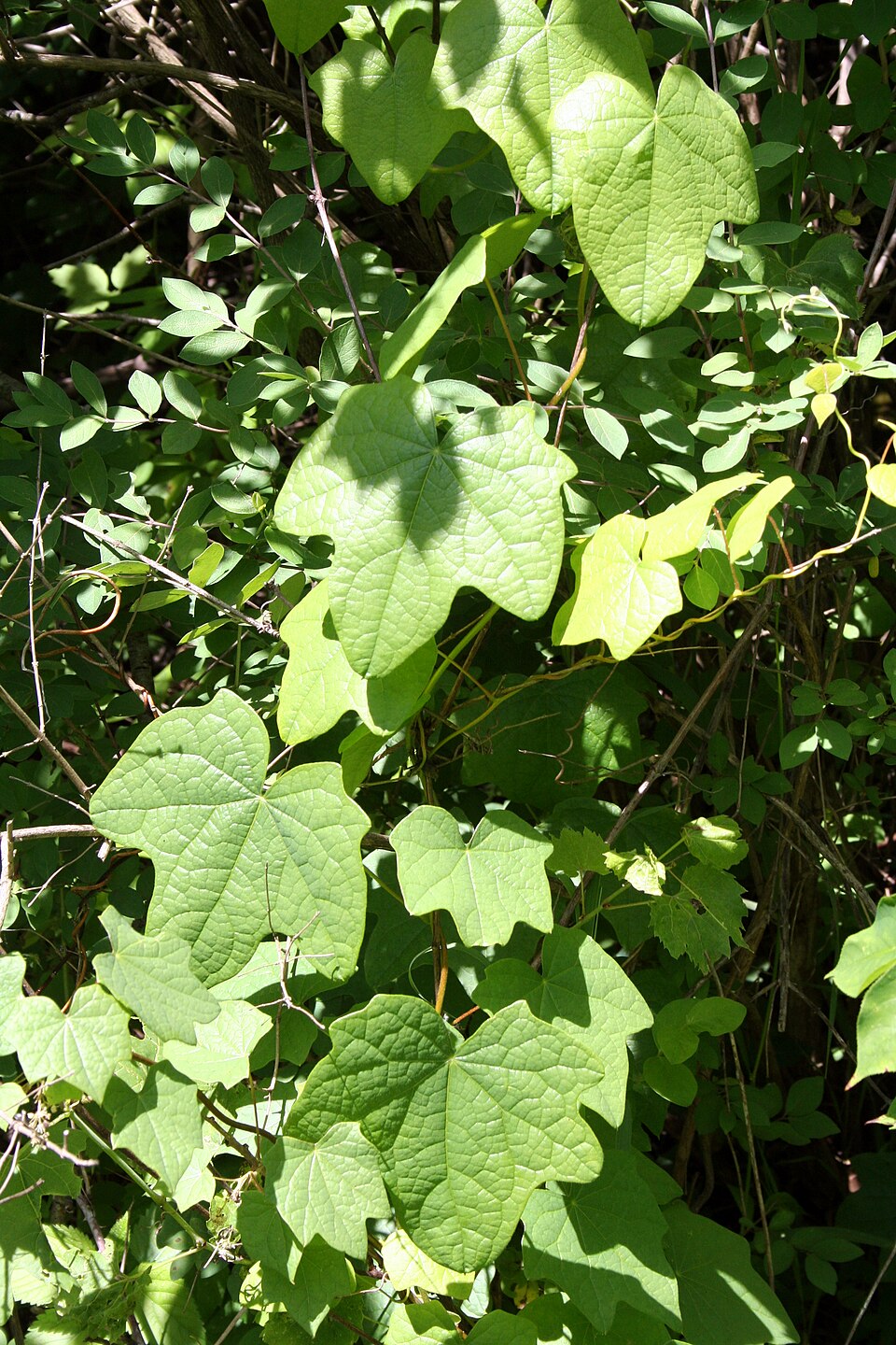 Menispermum canadense (moonseed) (alternate view 9)