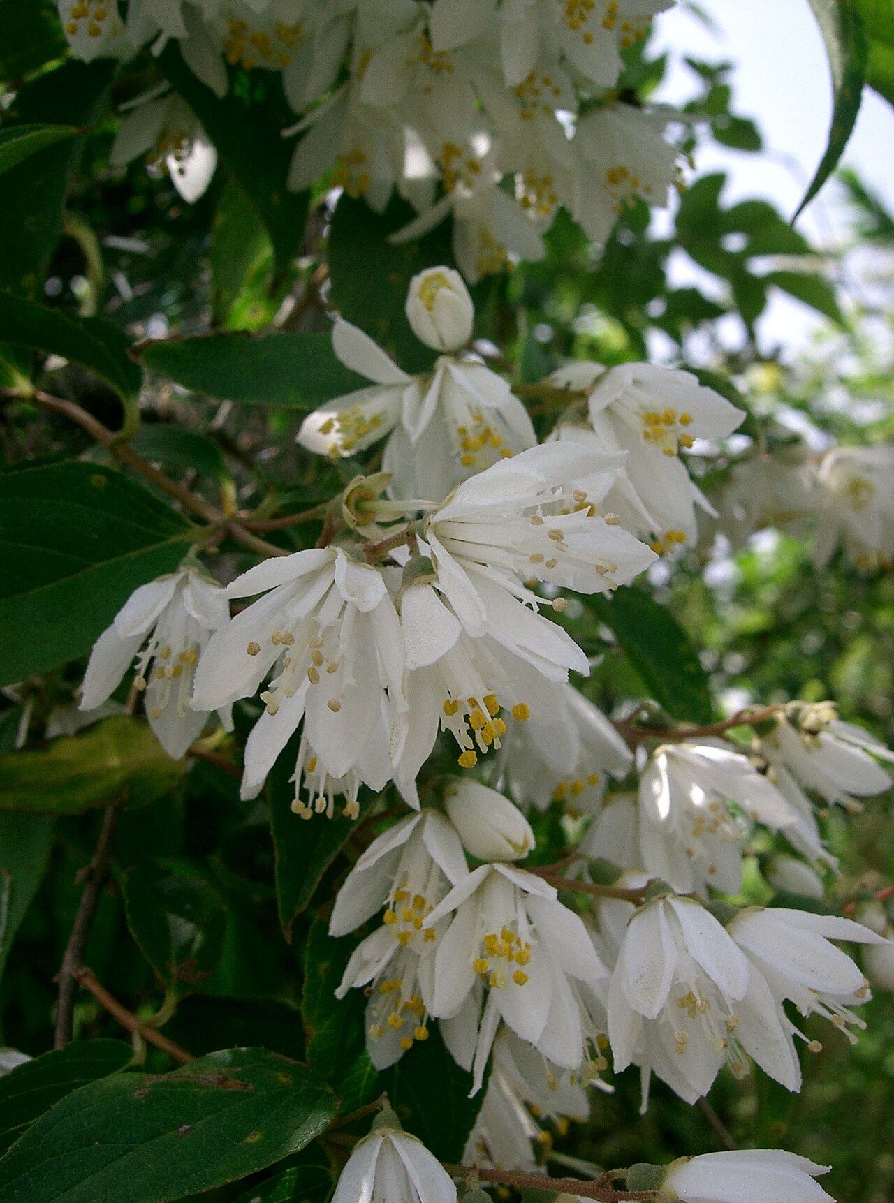Deutzia crenata, Fuzzy deutzia — upright deciduous (Hydrangeaceae) (image 6 of 10)
