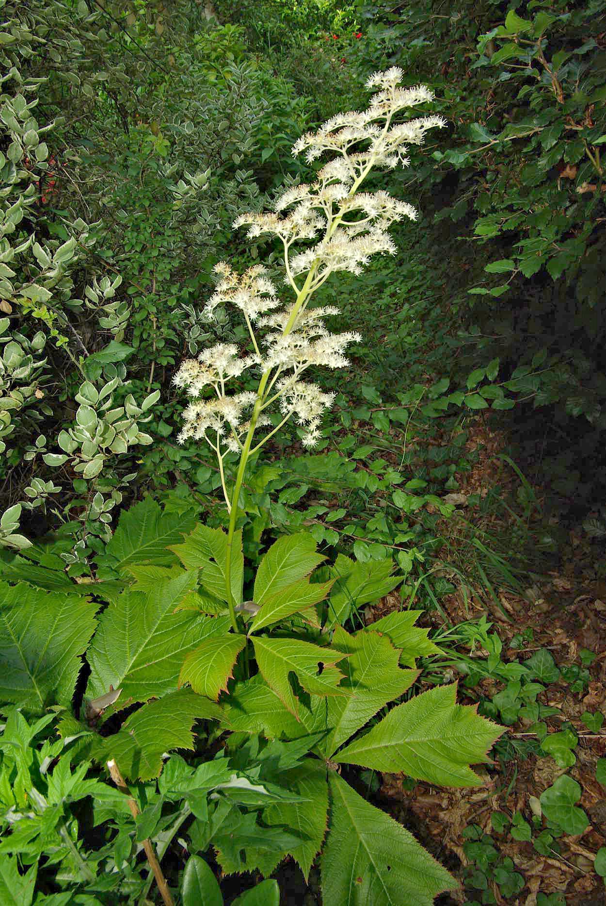 Rodgersia podophylla (Bronzeleaf Rodgersia)