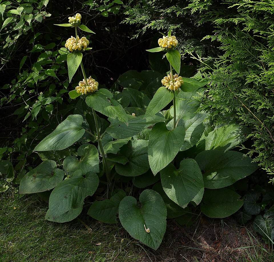 Phlomis russeliana (Jerusalem sage) (alternate view 6)