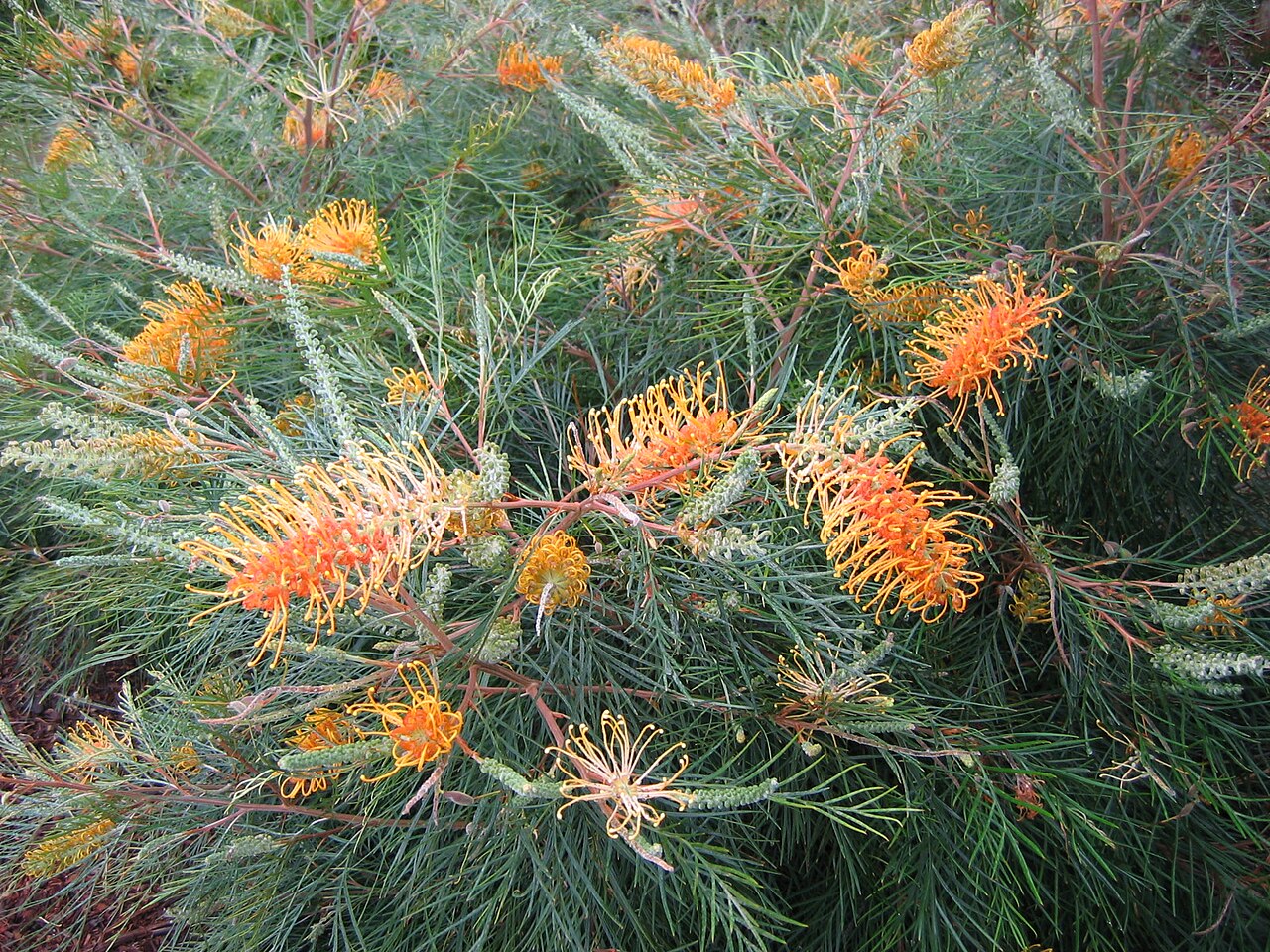 Grevillea 'Honey Gem', Honey Gem grevillea — upright evergreen (Proteaceae) (image 2 of 5)