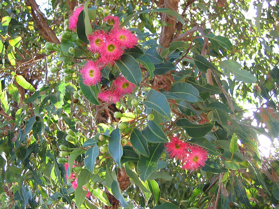 Corymbia ficifolia (Red-flowering gum) (alternate view 6)