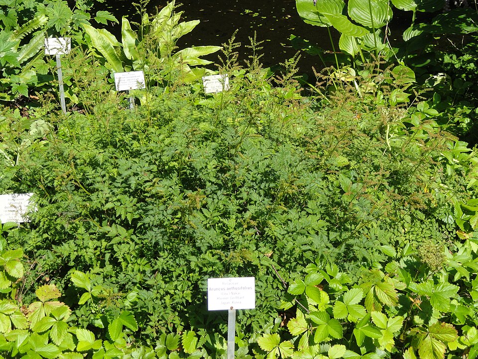 Aruncus aethusifolius (alternate view 2)