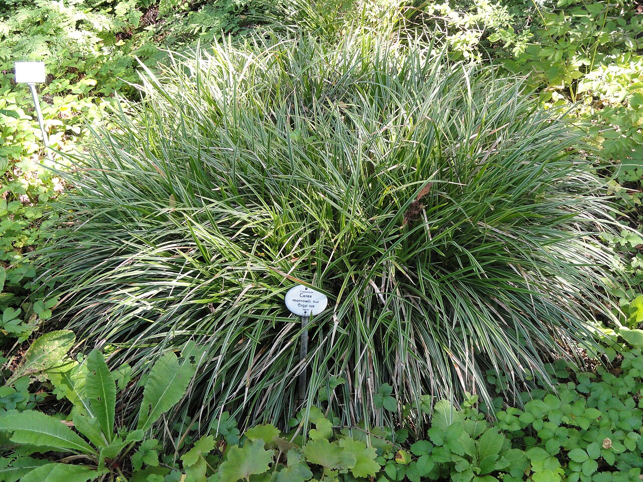 Carex morrowii, Japanese sedge — clumping evergreen (Cyperaceae) (image 2 of 10)