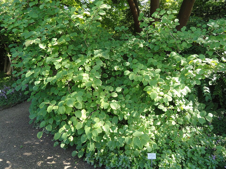 Corylopsis spicata (Spike Winter Hazel) (alternate view 9)