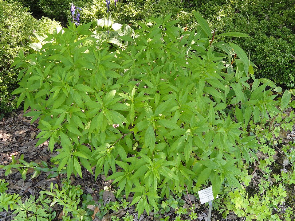 Elsholtzia stauntonii (alternate view 7)