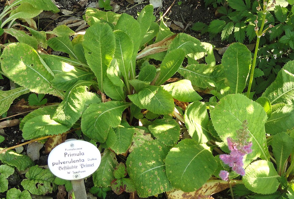 Primula pulverulenta (alternate view 4)