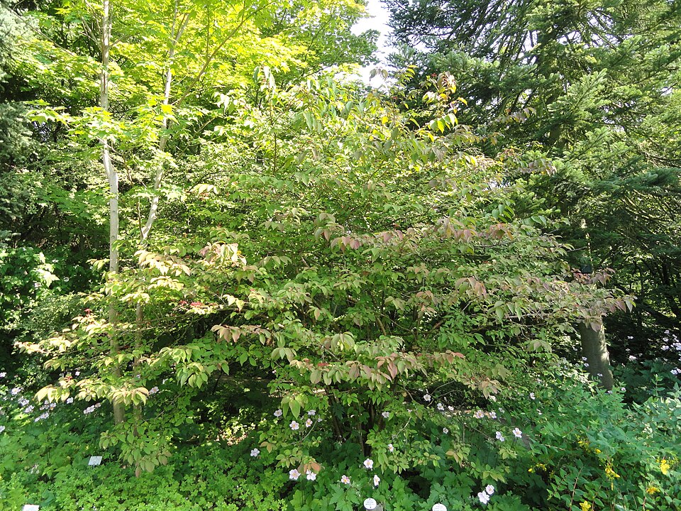 Viburnum plicatum (Japanese Snowball Bush) (alternate view 6)
