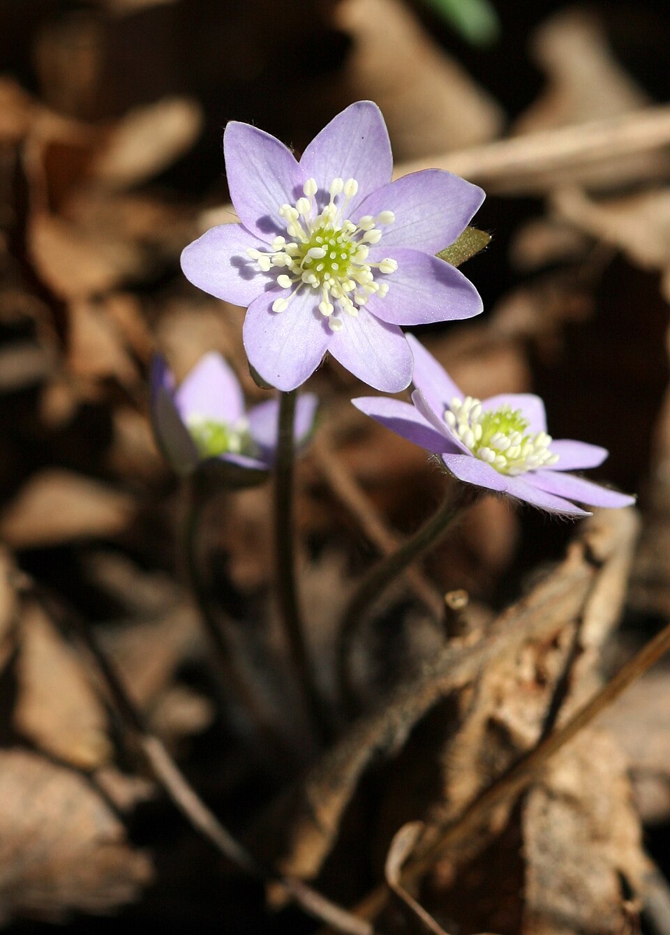Hepatica americana (round-lobed hepatica)