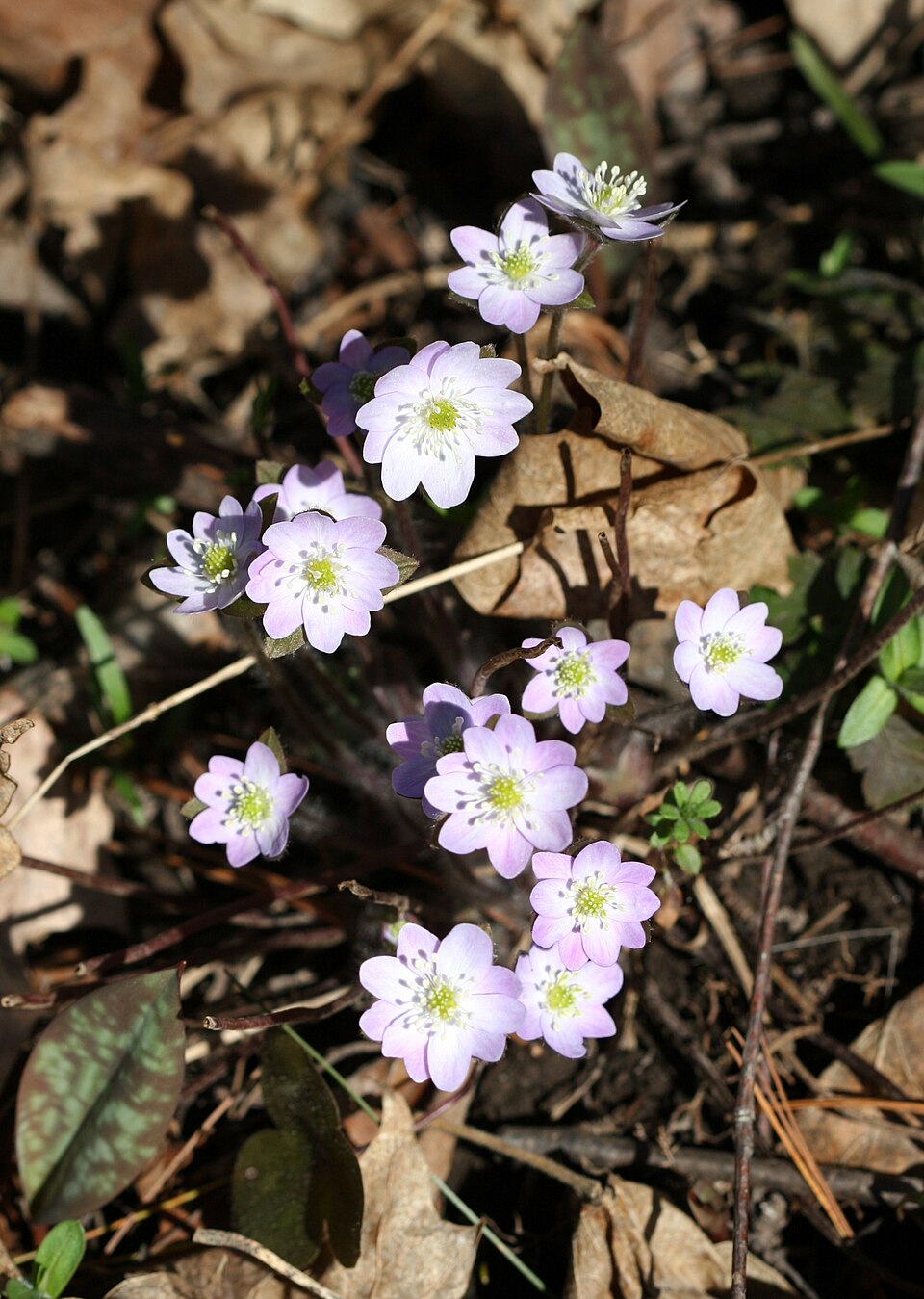 Hepatica americana (round-lobed hepatica)