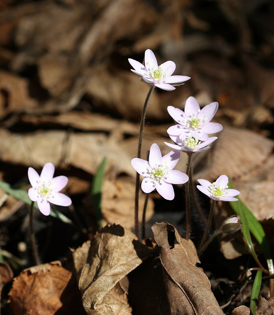 Hepatica americana (round-lobed hepatica)