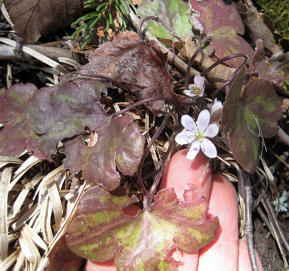 Hepatica americana (round-lobed hepatica)