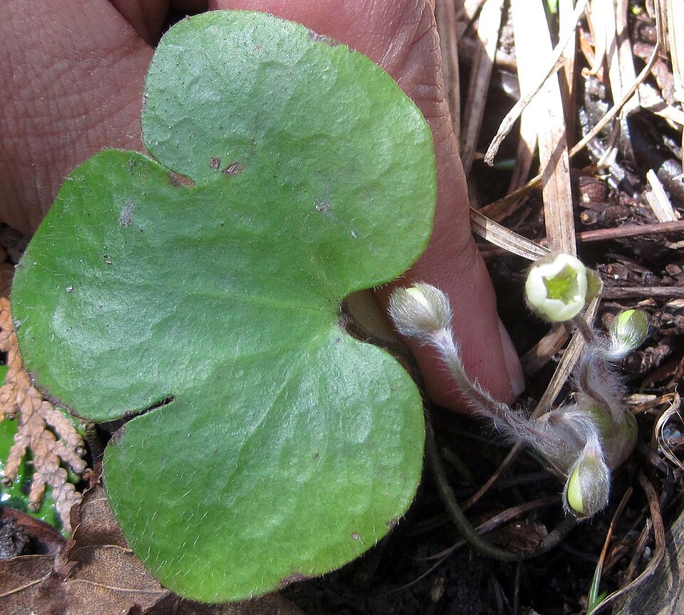 Hepatica americana (round-lobed hepatica)