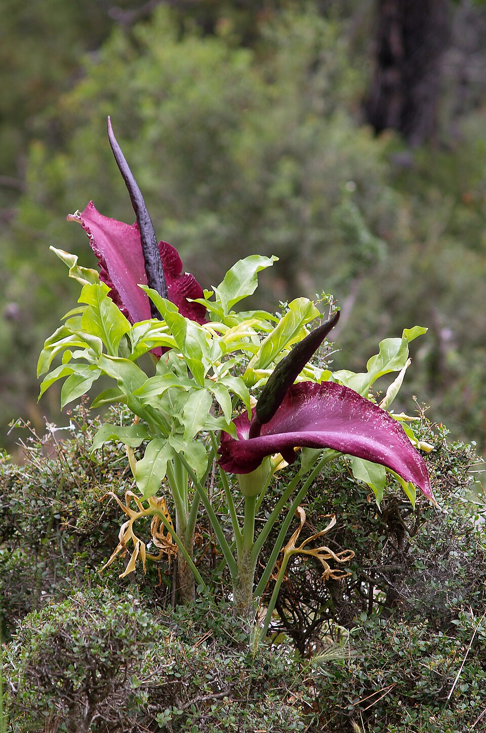 Dracunculus vulgaris (dragon arum) (alternate view 10)