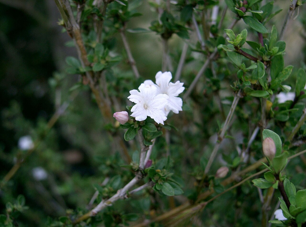 Serissa japonica, Snow rose — mounding evergreen (Rubiaceae) (image 3 of 9)