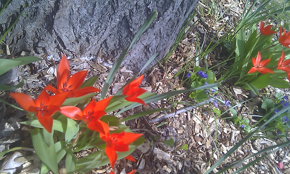Tulipa praestans (excellent tulip) (alternate view 10)