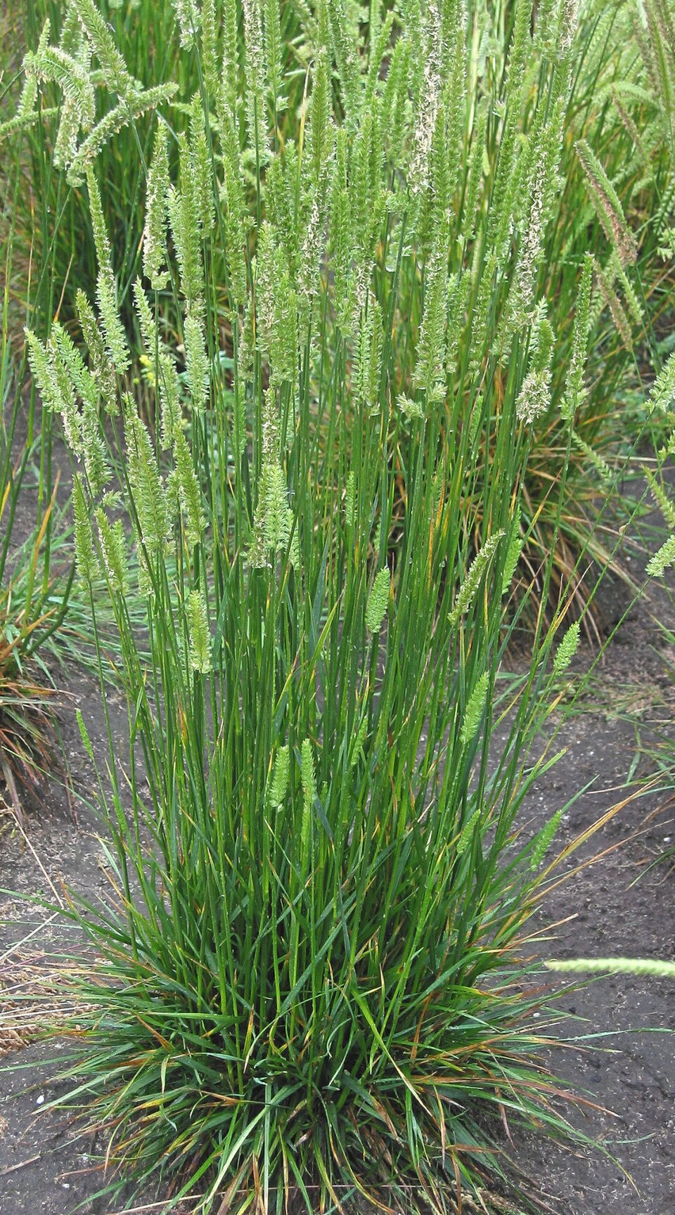 Cynosurus cristatus (crested dogtail grass)