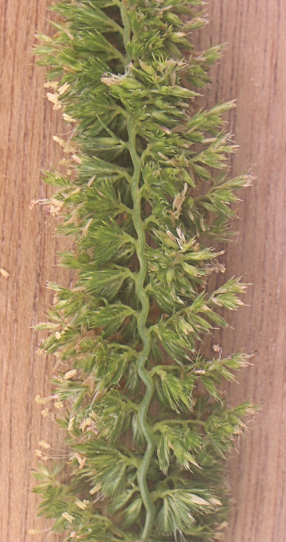 Cynosurus cristatus (crested dogtail grass)