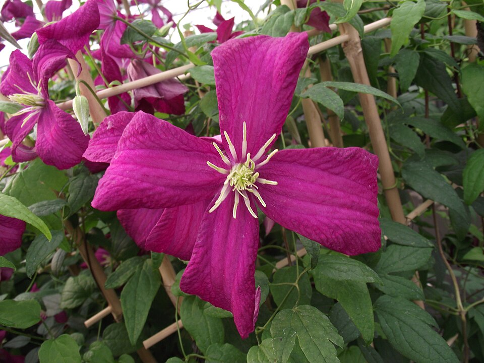 Clematis 'Madame Julia Correvon' (Madame Julia Correvon) (alternate view 5)