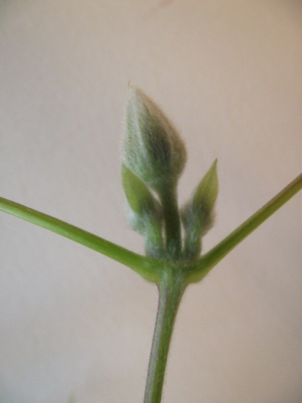 Clematis patens (spreading clematis) (alternate view 9)