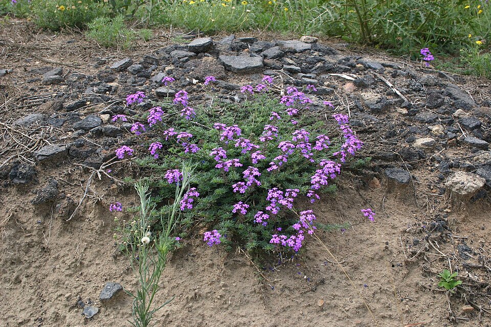 Glandularia aristigera (South American mock vervain) (alternate view 8)