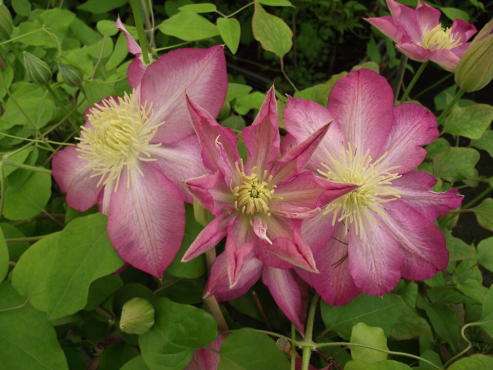 Clematis × 'Asao' (Asao Clematis) (alternate view 2)