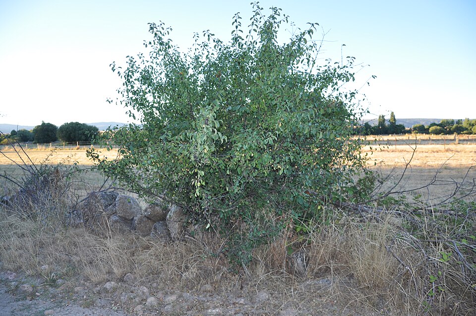 Rhamnus cathartica (common buckthorn)