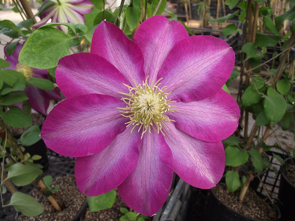 Clematis × 'Asao' (Asao Clematis) (alternate view 3)