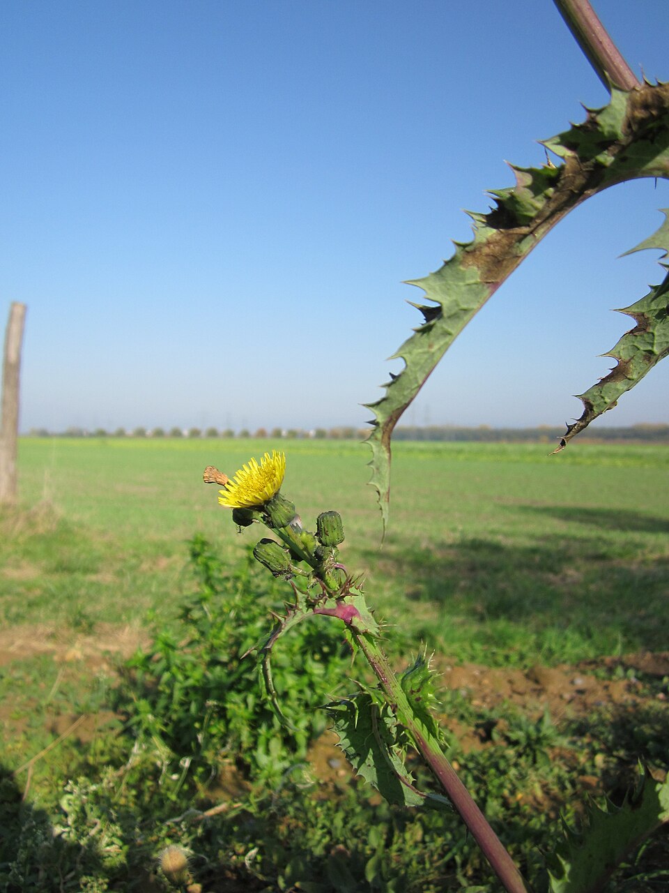 Sonchus asper (prickly sow thistle) (alternate view 8)