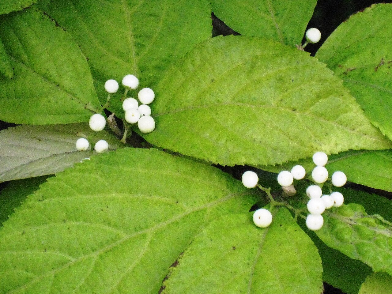 Callicarpa japonica, Japanese beautyberry — spreading deciduous (Lamiaceae) (image 9 of 9)