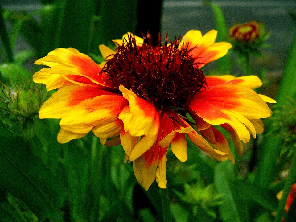 Gaillardia pulchella (firewheel)
