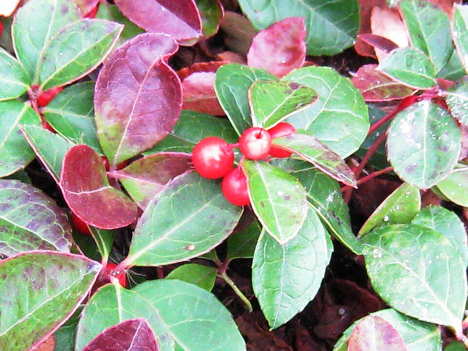 Gaultheria procumbens (wintergreen) (alternate view 5)