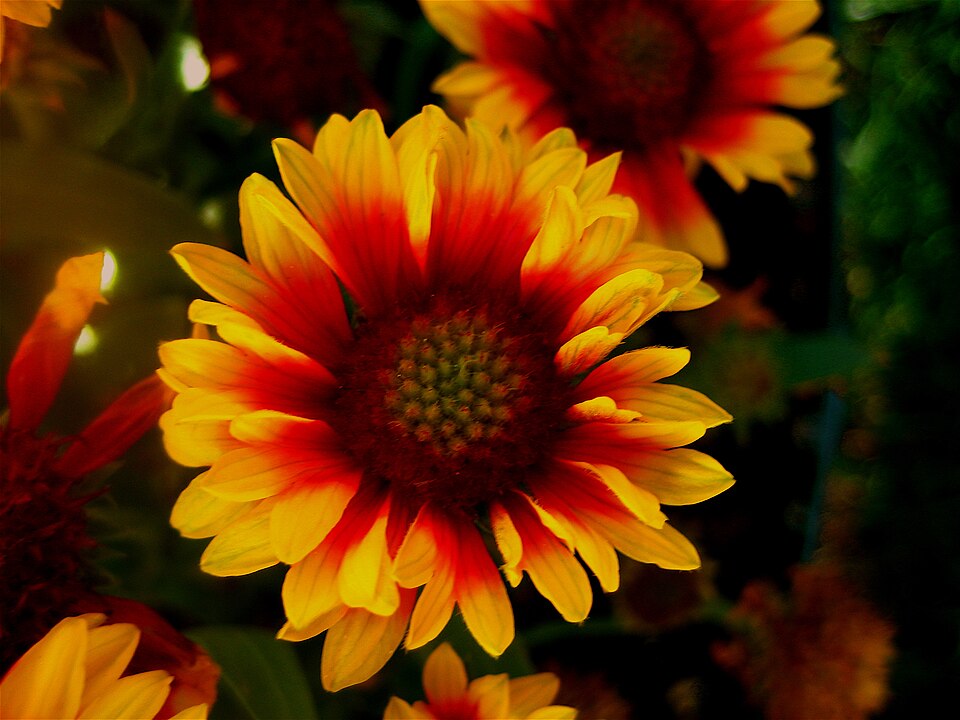 Gaillardia pulchella (firewheel)
