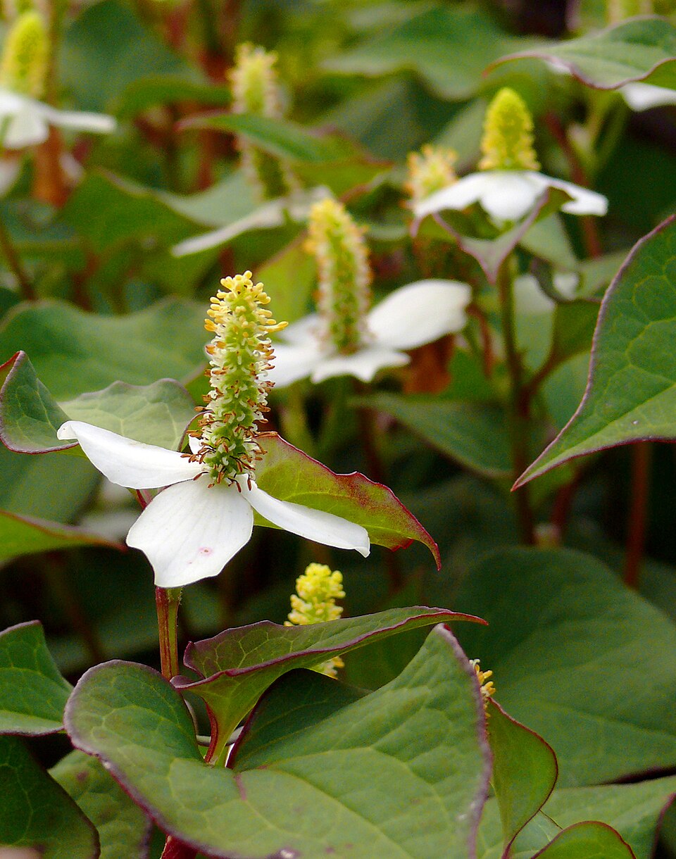 Houttuynia cordata (Chameleon Plant) (alternate view 6)